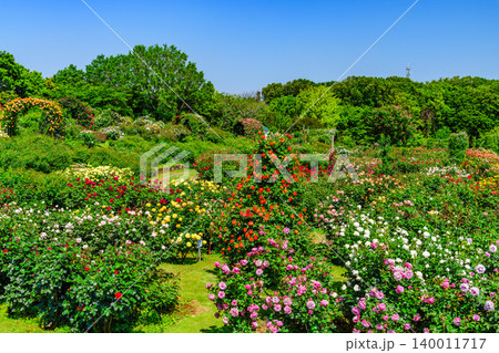 五月晴れの早朝 満開の京成バラ園 カラフルな薔薇が咲き誇る無人の広角風景 五月晴れの早朝 満開の京成バラ園 カラフルな薔薇が咲き誇る無人の広角風景 140011717