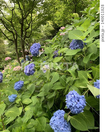 木漏れ日を浴びる新緑の森と青い紫陽花の風景 木漏れ日を浴びる新緑の森と青い紫陽花の風景 140011828