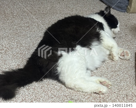 おデブ猫 おデブ猫 140011845