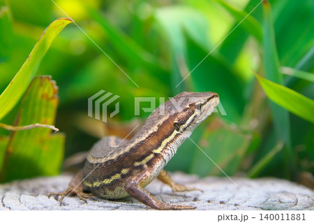 ニホンカナヘビ ニホンカナヘビ 140011881