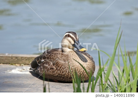 カルガモ 軽鴨 Anas zonorhyncha 北海道の野鳥 カルガモ 軽鴨 Anas zonorhyncha 北海道の野鳥 140011890
