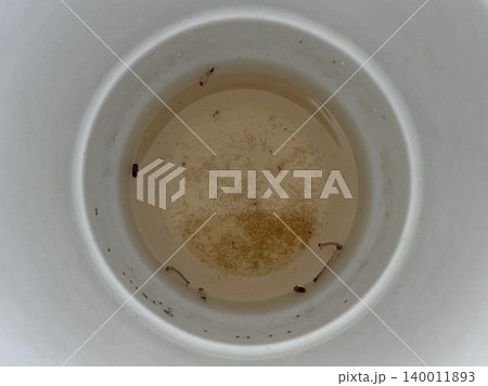 Close Up Of Mosquito Larvae Wriggling In Dirty Stagnant Water Inside Cup Close Up Of Mosquito Larvae Wriggling In Dirty Stagnant Water Inside Cup 140011893