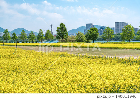 Seoul, South Korea - May. 10, 2026 : Stunning close-up and landscape view of vibrant yellow canola flower fields in Guri Hangang Park, South Korea, during a sunny spring afternoon 140011946