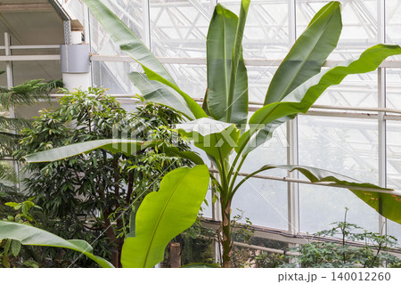 A large, vibrant banana tree thriving inside a commercial greenhouse or botanical conservatory. 140012260