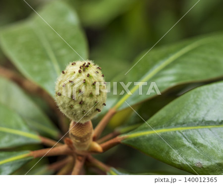 A detailed close-up of a developing seed pod cone of a Southern Magnolia tree. A detailed close-up of a developing seed pod cone of a Southern Magnolia tree. 140012365