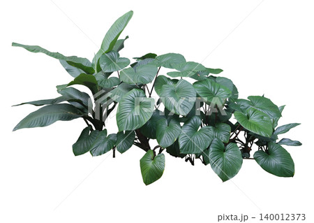 Homalomena plant (Homalomena Rubescens) the tropical foliage plant Homalomena plant (Homalomena Rubescens) the tropical foliage plant 140012373