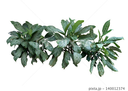 Aglaonema 'Silver Queen' (Chinese Evergreen) 140012374