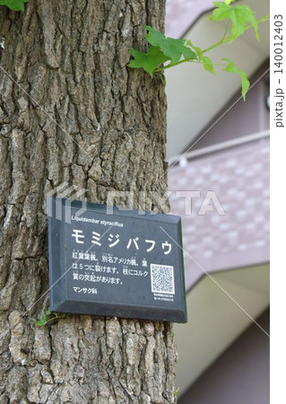 モミジバフウの幹に取り付けられた樹木名札(植物解説板)のクローズアップ モミジバフウの幹に取り付けられた樹木名札(植物解説板)のクローズアップ 140012403