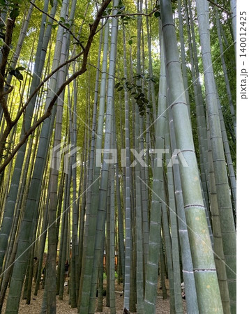 まっすぐに高く伸びる美しい青竹の林と木漏れ日 まっすぐに高く伸びる美しい青竹の林と木漏れ日 140012425