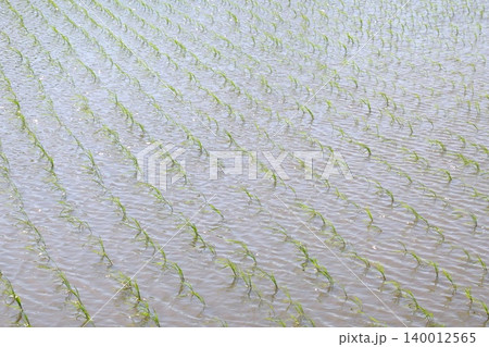 田植えが終わった水田 田植えが終わった水田 140012565