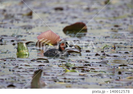 カイツブリ Tachybaptus ruficollis 北海道の野鳥 カイツブリ Tachybaptus ruficollis 北海道の野鳥 140012578