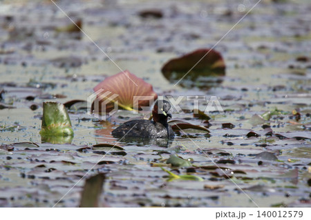 カイツブリ　Tachybaptus ruficollis　北海道の野鳥 140012579
