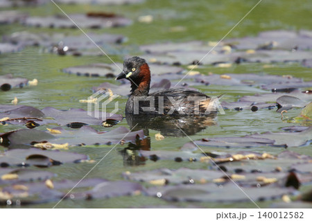 カイツブリ Tachybaptus ruficollis 北海道の野鳥 カイツブリ Tachybaptus ruficollis 北海道の野鳥 140012582