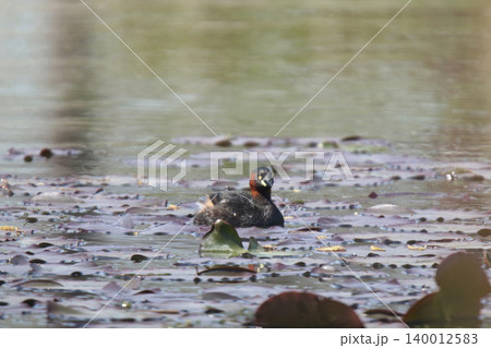 カイツブリ　Tachybaptus ruficollis　北海道の野鳥 140012583