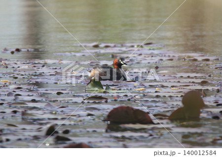 カイツブリ Tachybaptus ruficollis 北海道の野鳥 カイツブリ Tachybaptus ruficollis 北海道の野鳥 140012584