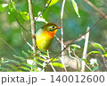 ソウシチョウ 140012600