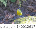 マヒワ 140012617