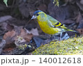 マヒワ 140012618