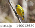 マヒワ 140012620
