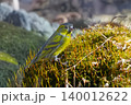 マヒワ 140012622