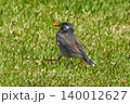 ムクドリ 140012627