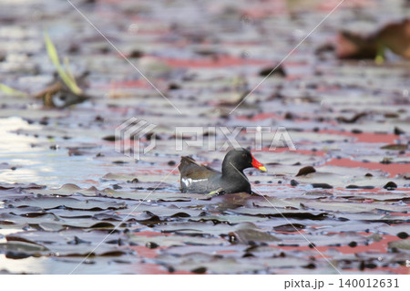 バン 鷭 Gallinula chloropus 北海道の野鳥 バン 鷭 Gallinula chloropus 北海道の野鳥 140012631