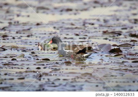 バン　鷭　Gallinula chloropus　北海道の野鳥 140012633