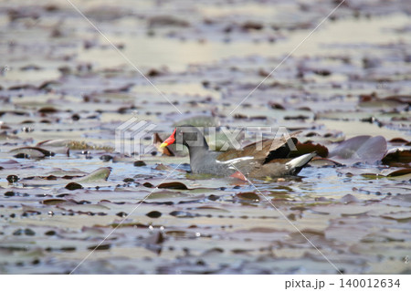 バン 鷭 Gallinula chloropus 北海道の野鳥 バン 鷭 Gallinula chloropus 北海道の野鳥 140012634