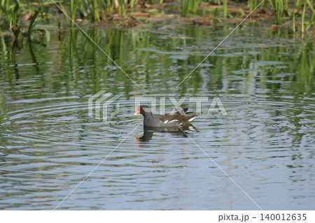 バン 鷭 Gallinula chloropus 北海道の野鳥 バン 鷭 Gallinula chloropus 北海道の野鳥 140012635