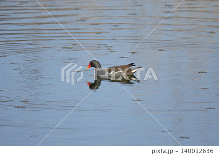 バン 鷭 Gallinula chloropus 北海道の野鳥 バン 鷭 Gallinula chloropus 北海道の野鳥 140012636