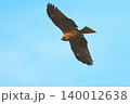 トビ 140012638