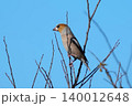 シメ 140012648
