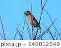 シメ 140012649