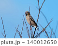 シメ 140012650