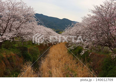 満開の桜並木が続く春の風景 140012709