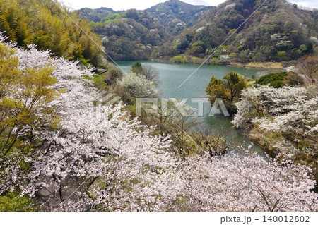 松川湖 奥野ダム 桜の咲く頃 伊東市の水源 松川湖 奥野ダム 桜の咲く頃 伊東市の水源 140012802