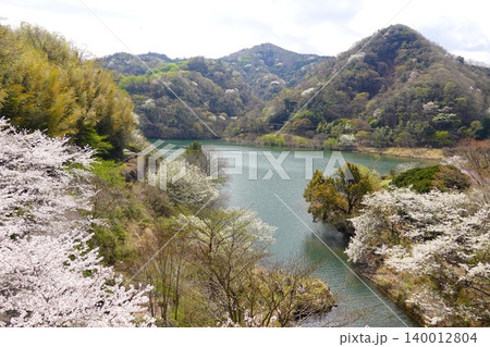 松川湖　奥野ダム　桜の咲く頃　伊東市の水源 140012804