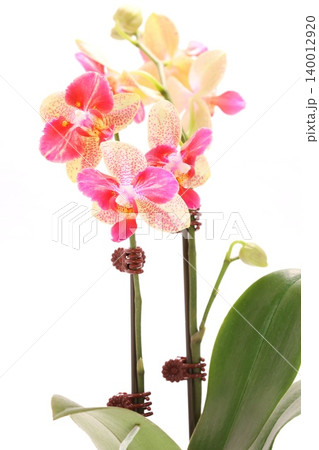 ミニ胡蝶蘭 ピンクの花 スポットあり 明るい背景 ミニ胡蝶蘭 ピンクの花 スポットあり 明るい背景 140012920