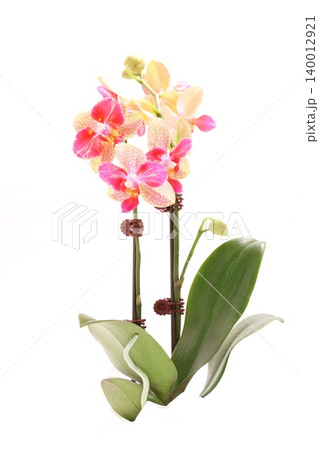 ミニ胡蝶蘭 ピンクの花 スポットあり 明るい背景 ミニ胡蝶蘭 ピンクの花 スポットあり 明るい背景 140012921