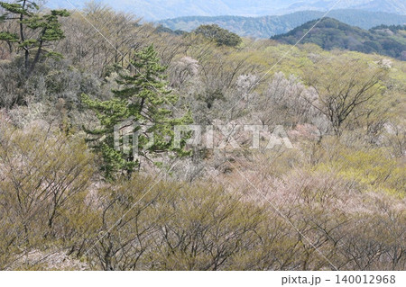 西伊豆スカイラインの稜線 広葉樹の新緑の風景 西伊豆スカイラインの稜線 広葉樹の新緑の風景 140012968
