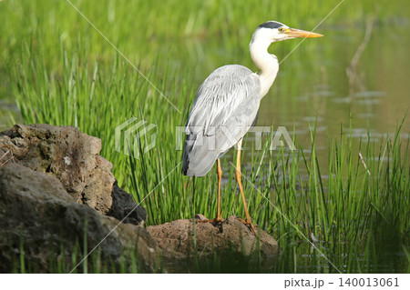 アオサギ　青鷺　蒼鷺　Ardea cinerea　北海道の野鳥 140013061