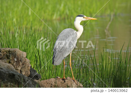 アオサギ 青鷺 蒼鷺 Ardea cinerea 北海道の野鳥 アオサギ 青鷺 蒼鷺 Ardea cinerea 北海道の野鳥 140013062