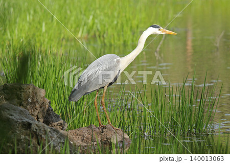 アオサギ　青鷺　蒼鷺　Ardea cinerea　北海道の野鳥 140013063
