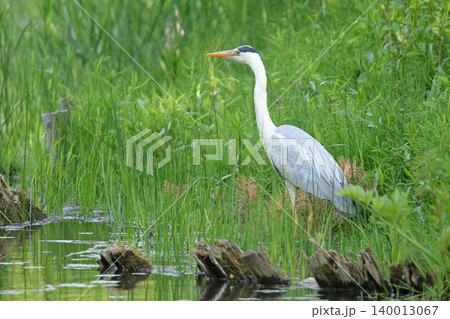 アオサギ　青鷺　蒼鷺　Ardea cinerea　北海道の野鳥 140013067