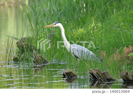アオサギ　青鷺　蒼鷺　Ardea cinerea　北海道の野鳥 140013069