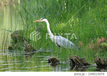 アオサギ　青鷺　蒼鷺　Ardea cinerea　北海道の野鳥 140013070