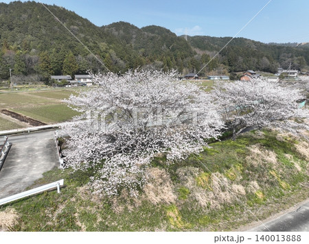 岐阜県岐阜市　彦坂の綺麗な桜並木 140013888