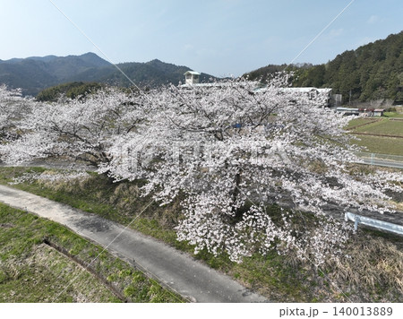 岐阜県岐阜市 彦坂の綺麗な桜並木 岐阜県岐阜市 彦坂の綺麗な桜並木 140013889