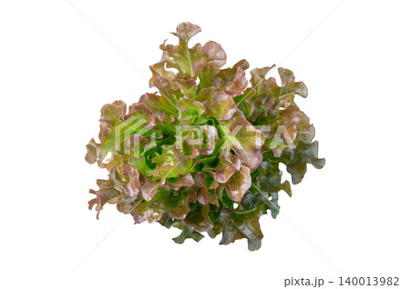 Top View of Fresh Red Oak Salad Bush, Clean Cut Out Element on Solid White Background with Copy Space Top View of Fresh Red Oak Salad Bush, Clean Cut Out Element on Solid White Background with Copy Space 140013982