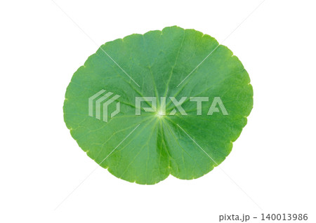 Fresh Green Centella Asiatica Leaf Isolated on White Background, Gotu Kola Herbal Ingredient for Skincare Product 140013986